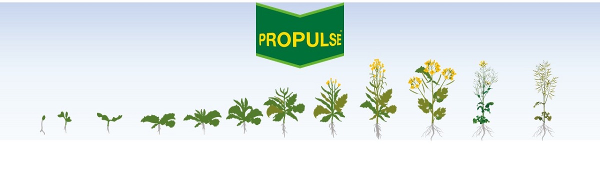 Propulse su Colza
