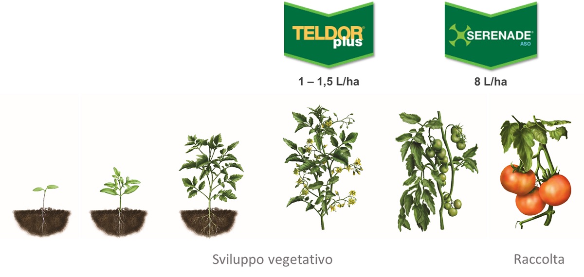 Teldor Plus su pomodoro