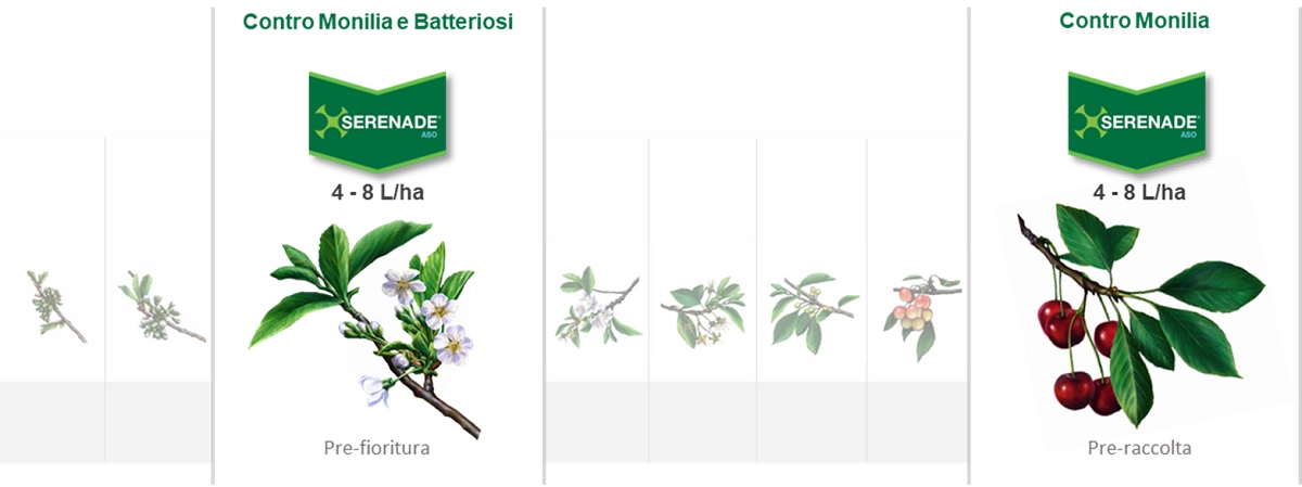 Serenade Aso impiego drupacee