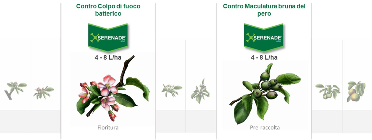 Serenade Aso impiego su melo e pero