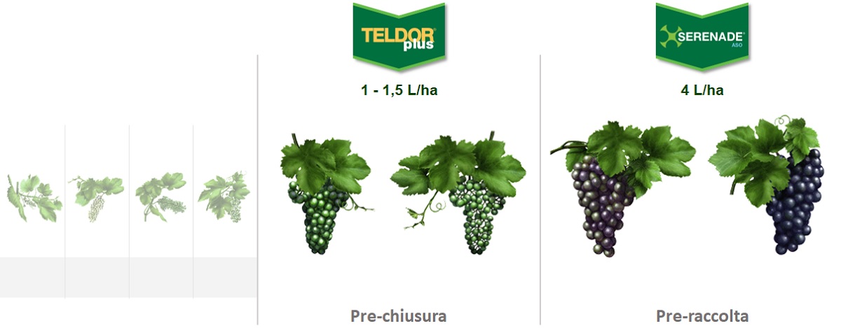 Fungicida biologico contro botrite della vite in pre-raccolta