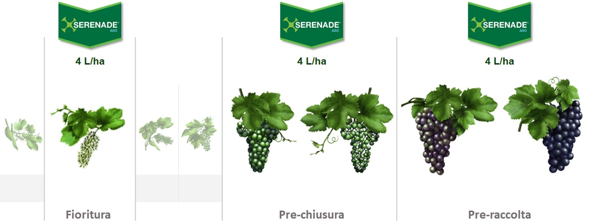 Fungicida biologico contro botrite della vite in pre-raccolta