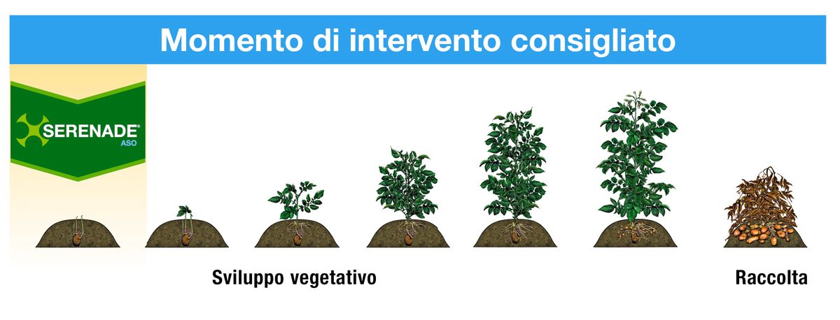 Serenade Aso impiego su patata