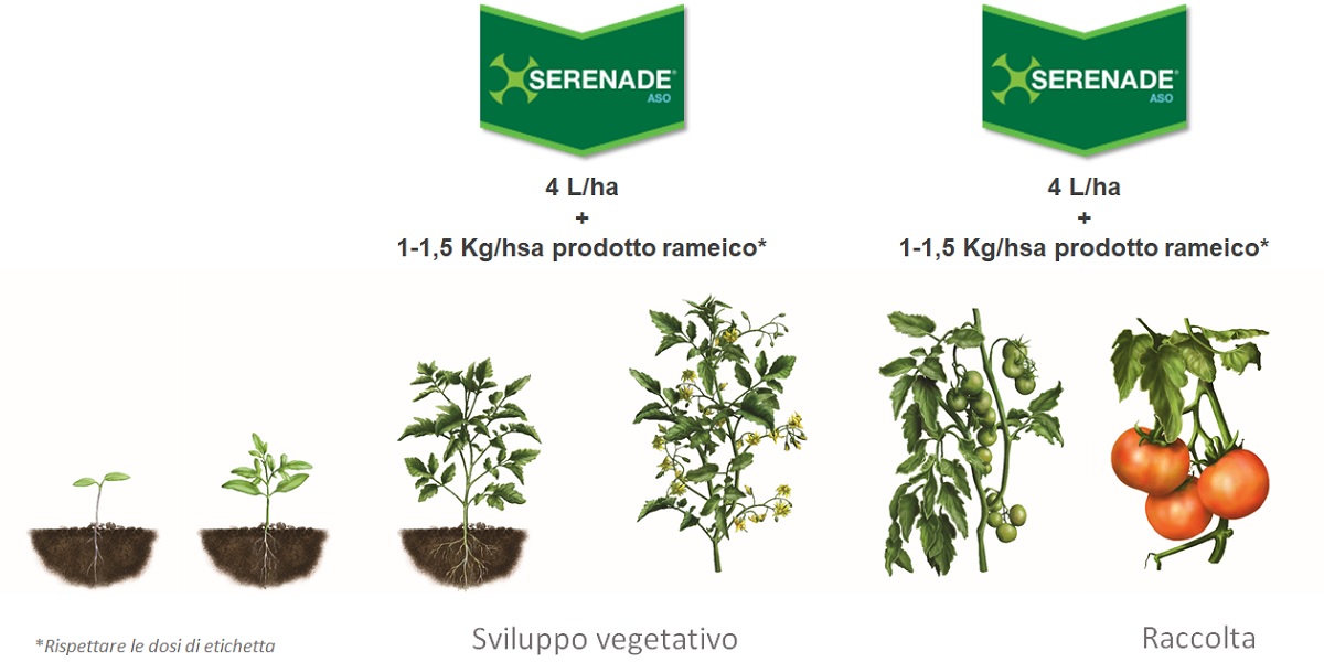 Serenade Aso impiego su pomodoro bio