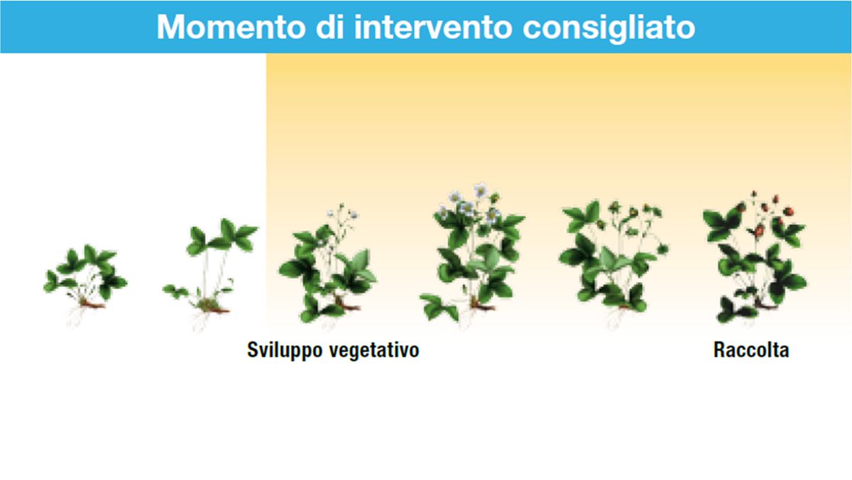 Serenade Aso impiego su fragola