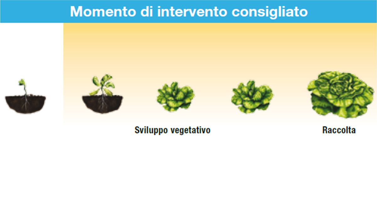 Serenade Aso lattuga