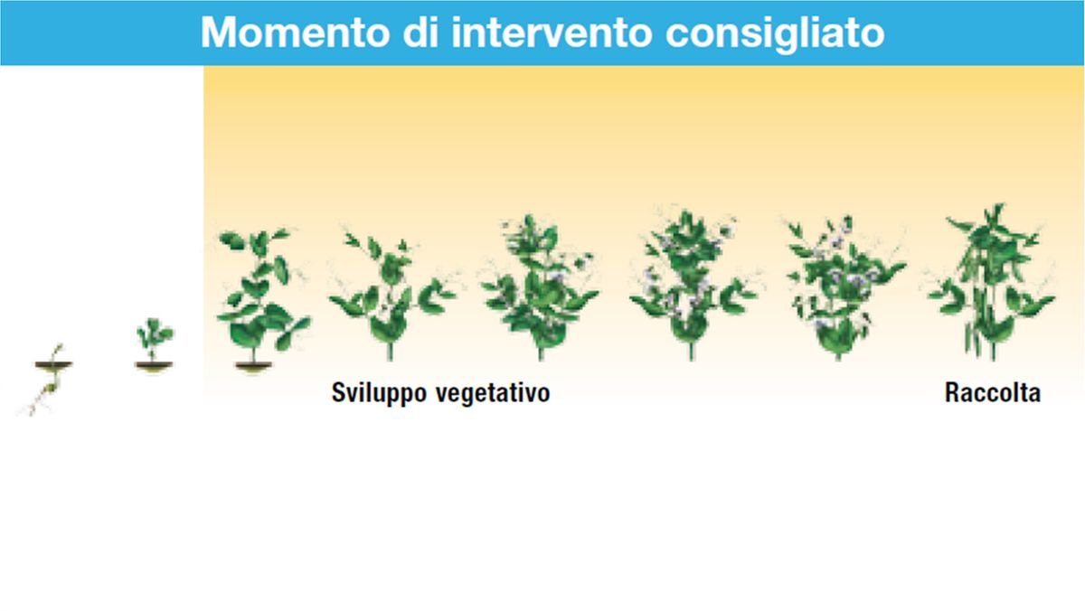 Serenade Aso impiego su pisello