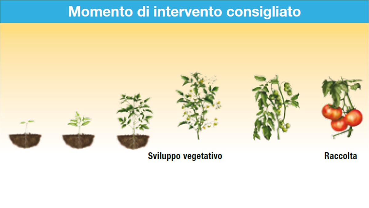 Serenade Aso impiego su pomodoro