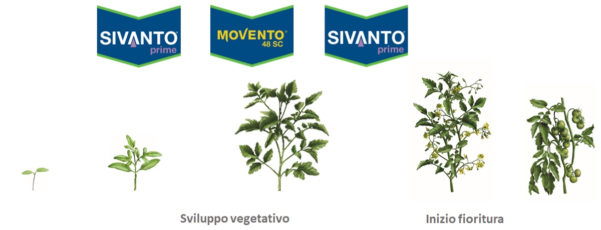 insetticida per la difesa delle colture orticole da mosca bianca