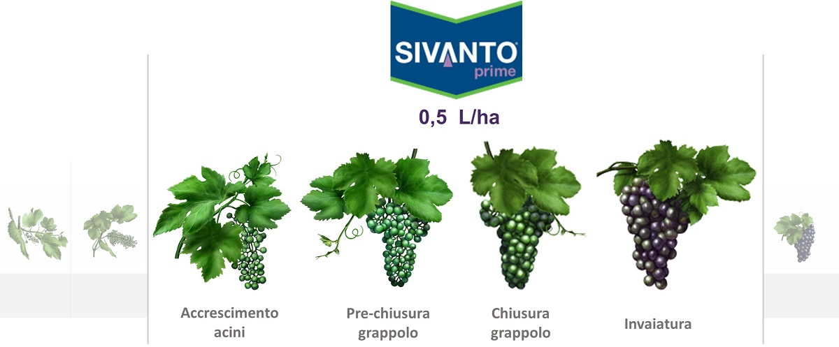 Sivanto Prime impiego su Vite