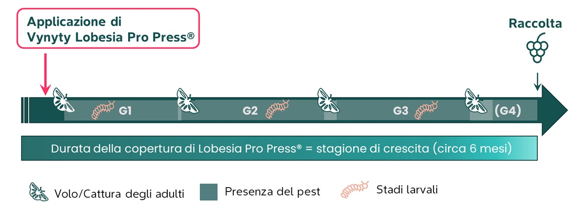 Applicazione Vynyty vite