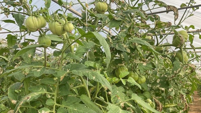 Danni da fillominatrice del pomodoro