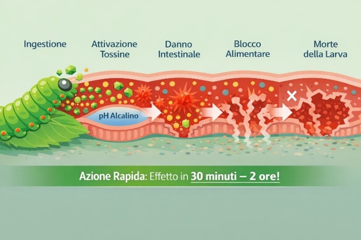 azione xtreem prime